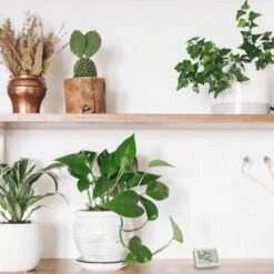 TFA Thermo-Hygrometer 30.5055.02, Innen, Digital, Weiß 9 TFA Thermo-Hygrometer 30.5055.02, Innen, Digital, Weiß -Küche Fach Geschäft 46bcef221250c3b0ffba0ab066a030d9032bbcdf thermo hygrometer tfa 30.5055.02 innen