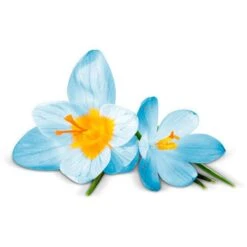 Airwick Premium Duftspray Pure Frühlingsfrische -Küche Fach Geschäft df43010d1c3bee569cdb89ad8e21646438b6fe07 raumduft airwick pure 250 ml